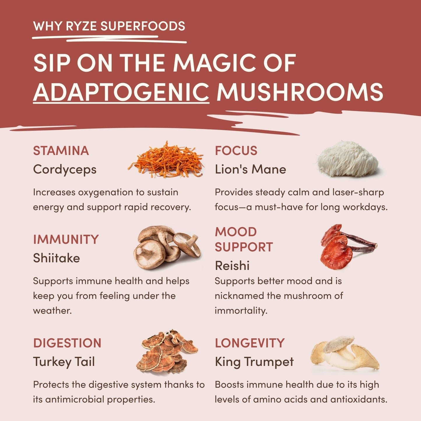 Mushroom Chicory YVL